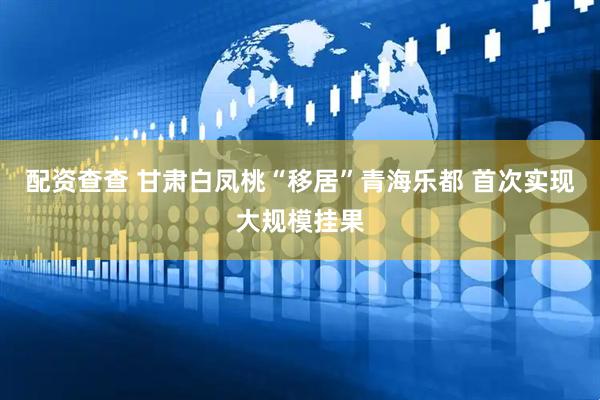 配资查查 甘肃白凤桃“移居”青海乐都 首次实现大规模挂果